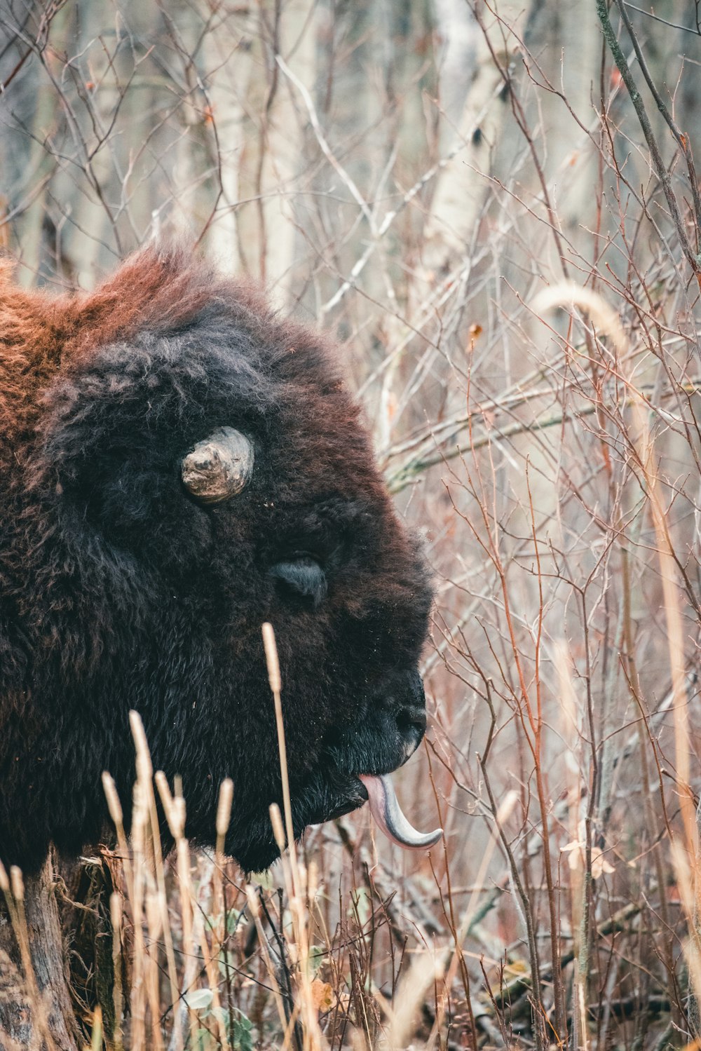 a bison with horns standing in a field