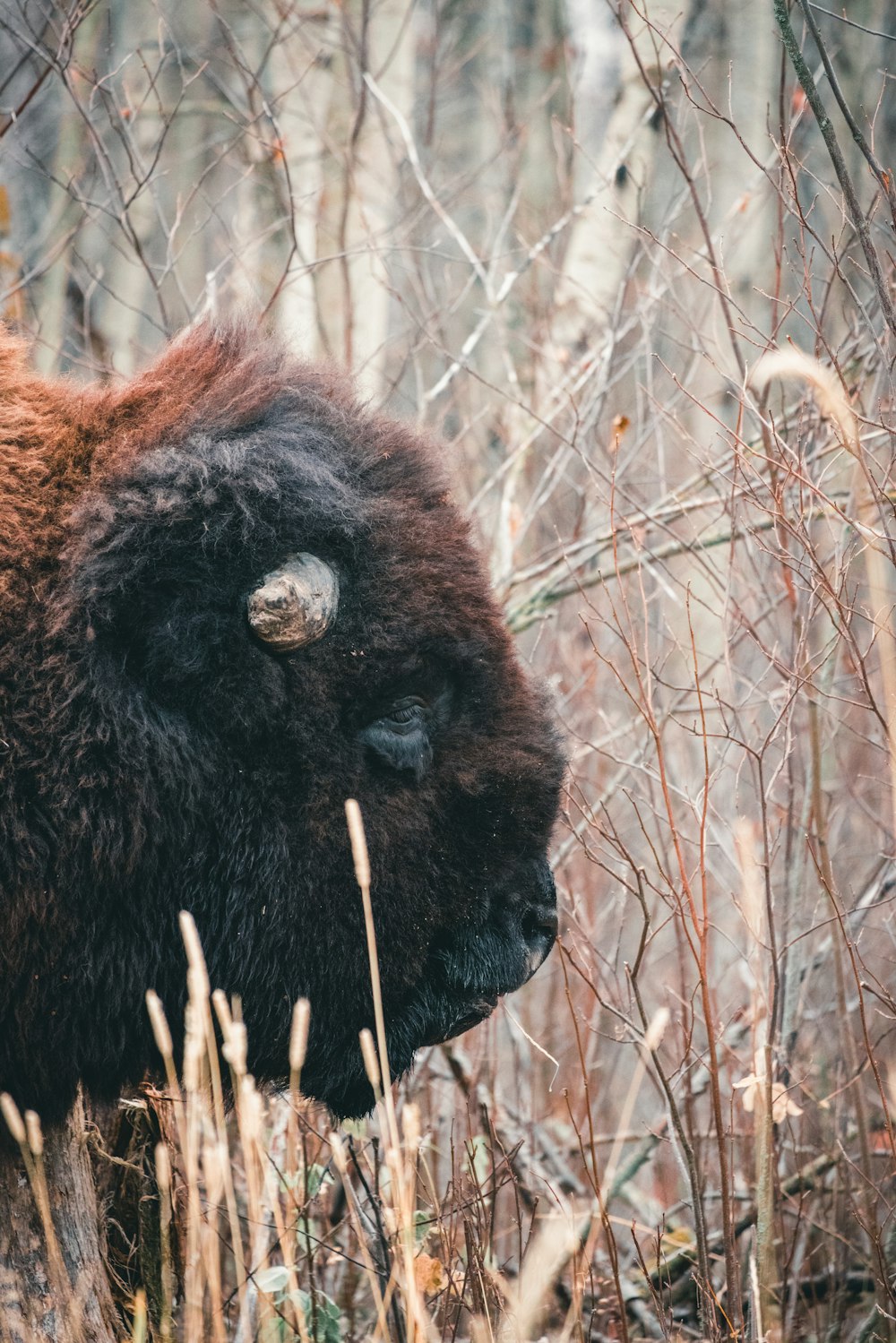 a bison is standing in the tall grass