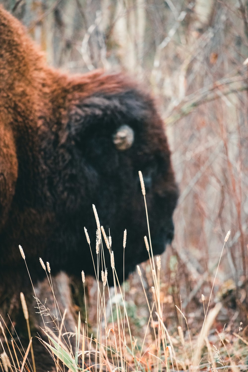 a close up of a bison in a field