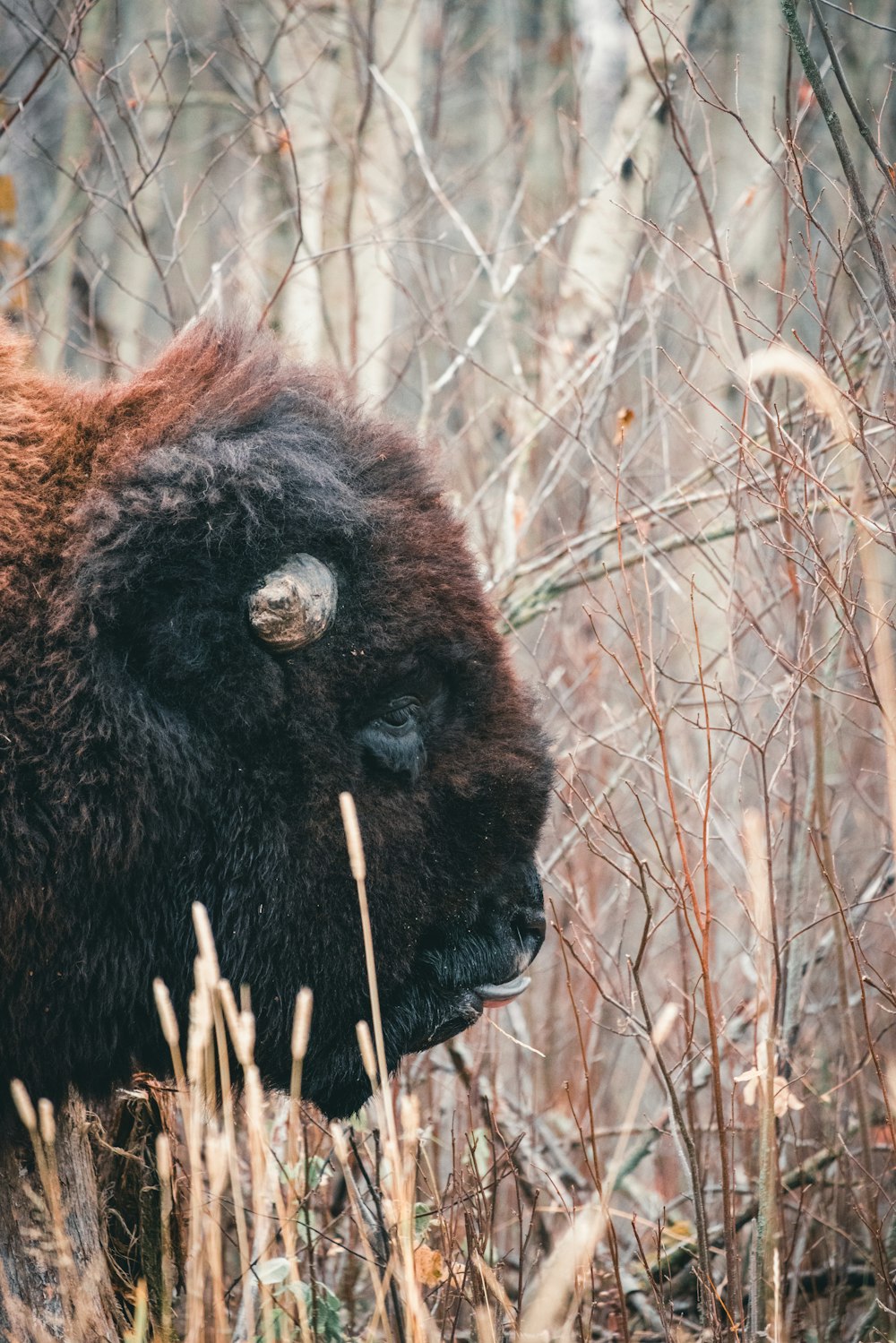 a close up of a bison in a field