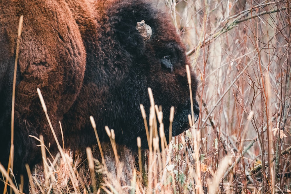 a bison is standing in the tall grass
