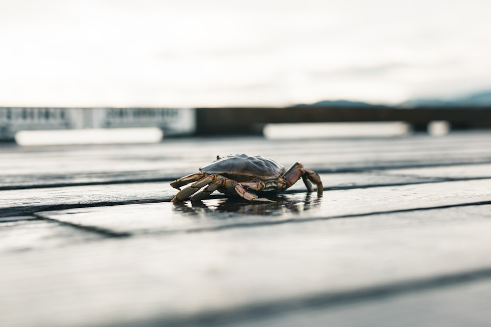 a small crab sitting on top of a wooden floor