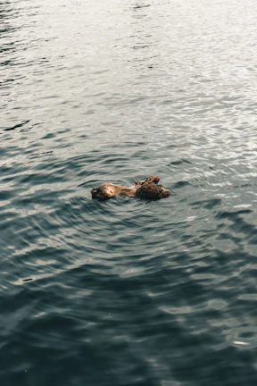 Calm water rippling gently beside a wooden deck with a woven hammock