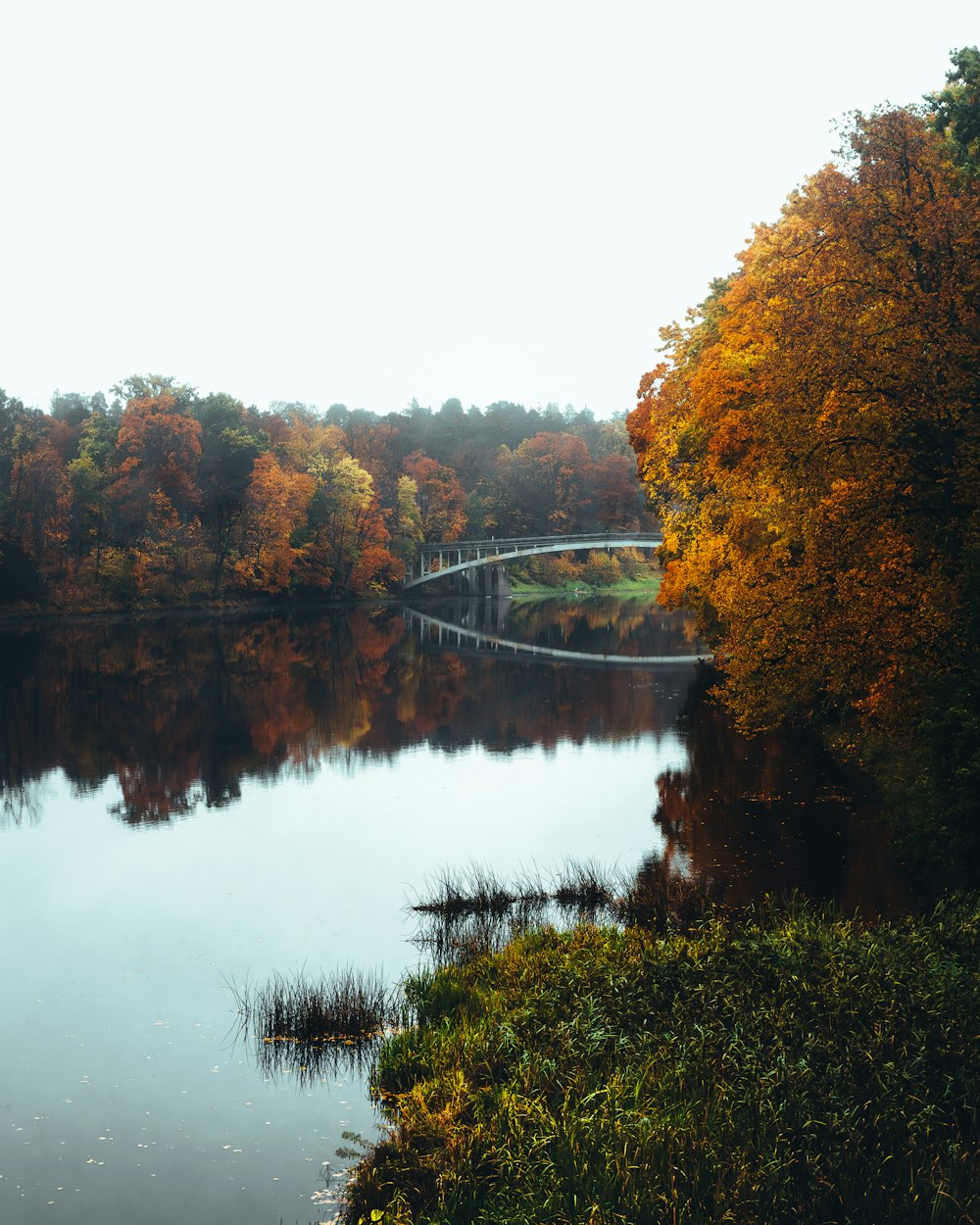 a bridge over a river surrounded by trees