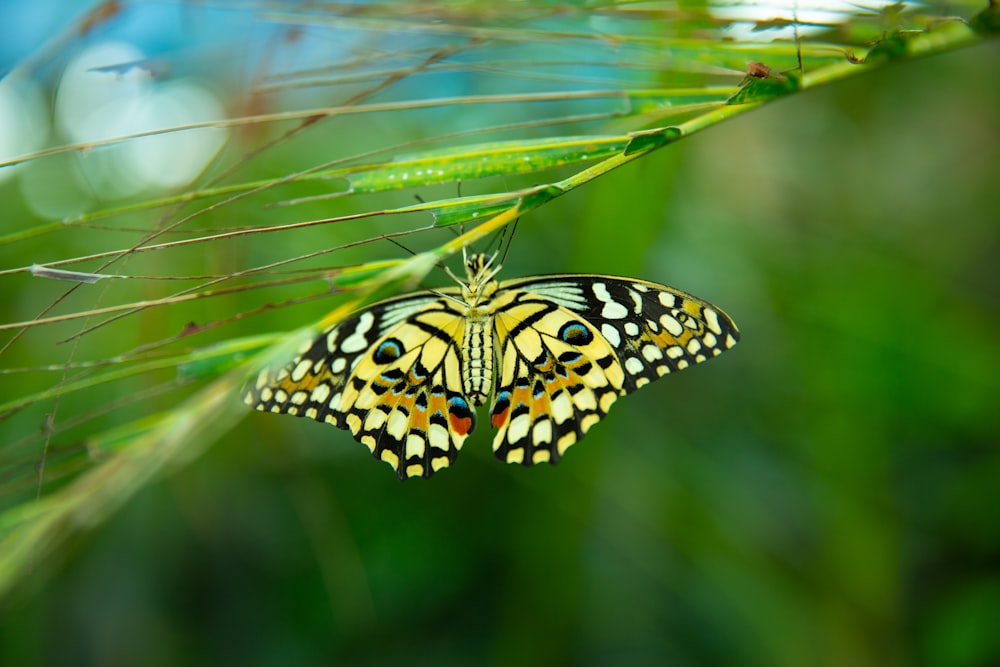 a yellow and black butterfly sitting on a green leaf