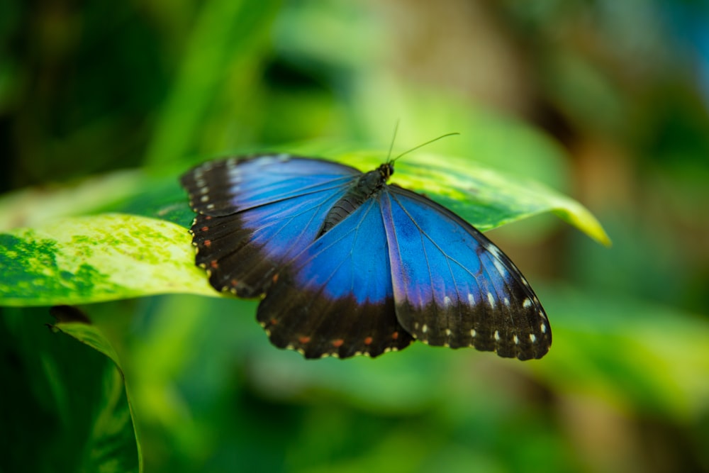 a blue butterfly sitting on a green leaf