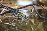 Colorful birds perched on branches in Bharatpur Bird Sanctuary.