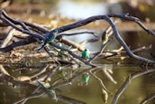 Colorful birds perched on branches during a peaceful morning walk around the guest house.