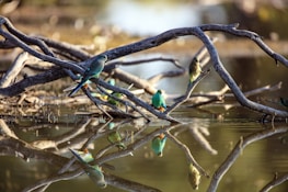 Colorful birds perched on branches during a peaceful morning walk around the guest house.