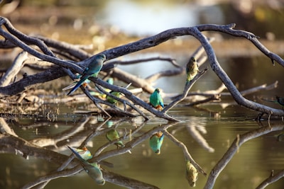 Colorful birds perched on branches in Bharatpur Bird Sanctuary.