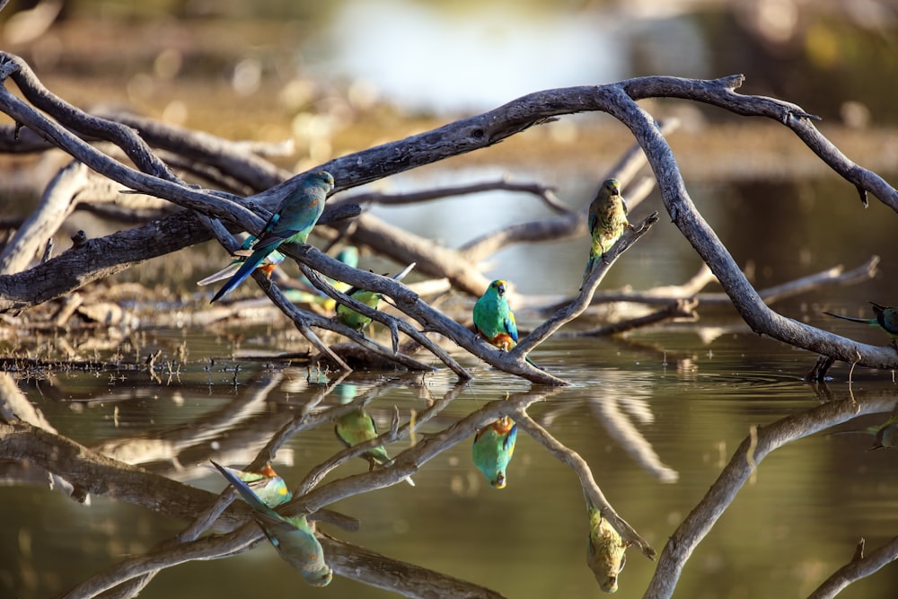 a group of birds sitting on top of a tree branch