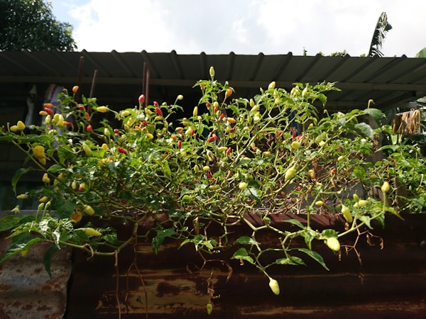 The Essential Guide to Growing Chillies: Tips, Uses, and Health Benefits