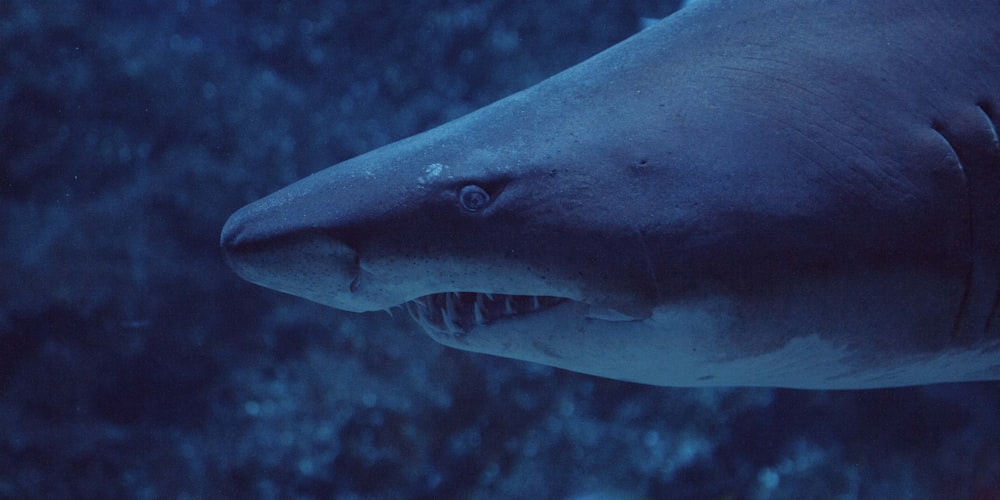 um close up de um tubarão com a boca aberta