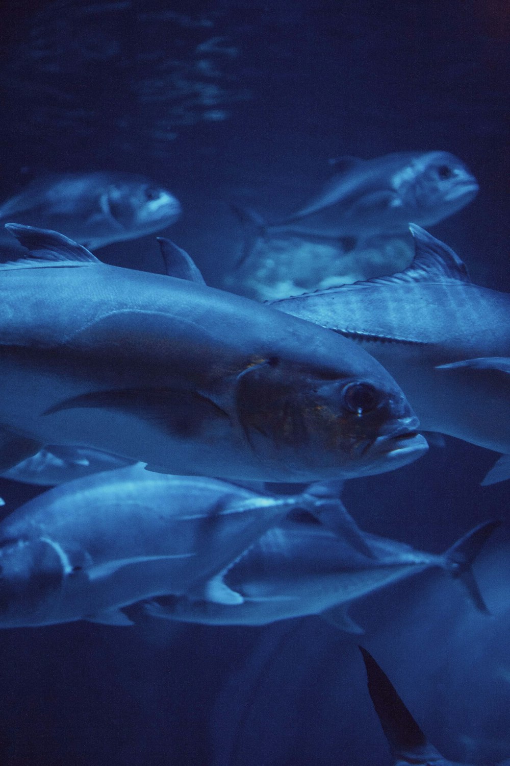 a large group of fish swimming in the water