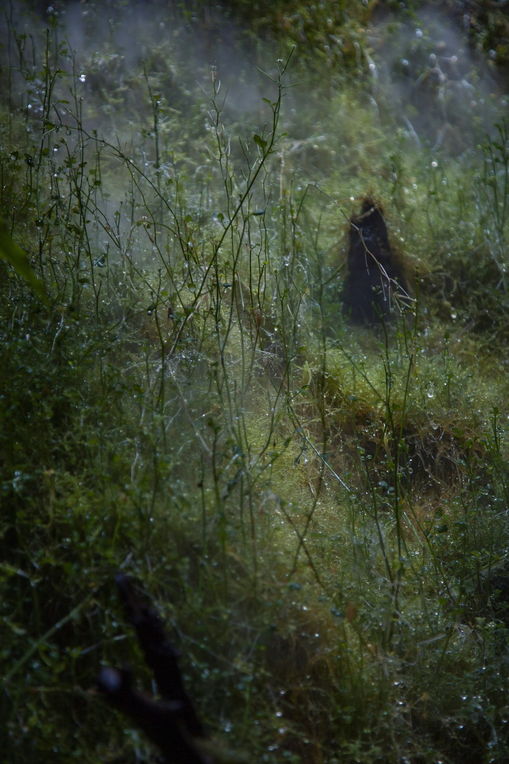 a black bear standing in the middle of a forest
