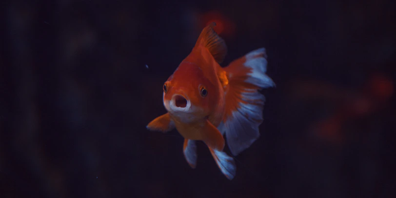 Close-up of a bright orange goldfish swimming gracefully.