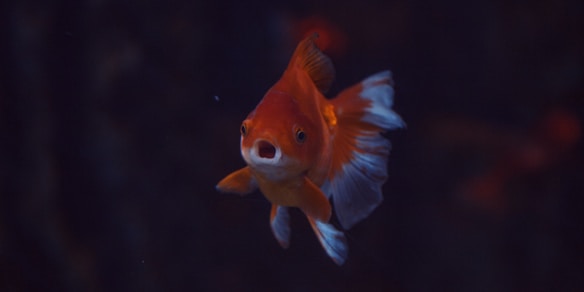 A goldfish with vivid orange and white coloring swims gracefully against a dark background. The fins are delicate, and the fish is captured from a front-facing angle, highlighting its open mouth.