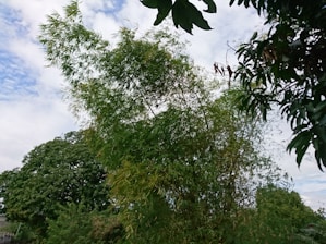 A dense cluster of bamboo plants with tall, slender green stalks and thin, elongated leaves swaying in the breeze. Surrounding the bamboo are other lush trees, creating a vibrant and natural landscape. The sky above is partly cloudy with patches of blue peeking through.