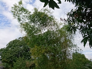 A lush bamboo grove in the Peruvian Selva Central with workers tending to the plants under a bright sky.