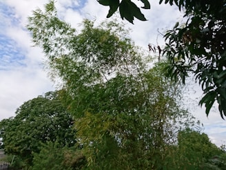 A dense cluster of bamboo plants with tall, slender green stalks and thin, elongated leaves swaying in the breeze. Surrounding the bamboo are other lush trees, creating a vibrant and natural landscape. The sky above is partly cloudy with patches of blue peeking through.