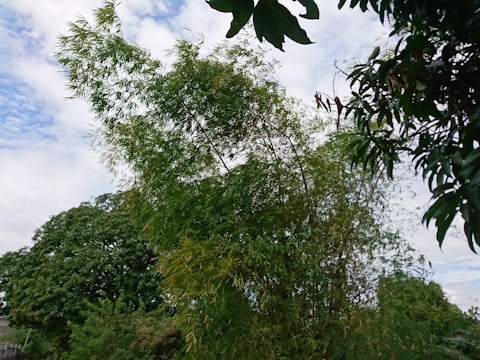 A dense cluster of bamboo plants with tall, slender green stalks and thin, elongated leaves swaying in the breeze. Surrounding the bamboo are other lush trees, creating a vibrant and natural landscape. The sky above is partly cloudy with patches of blue peeking through.