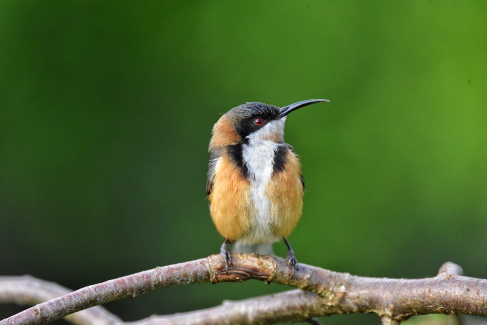 a small bird sitting on top of a tree branch