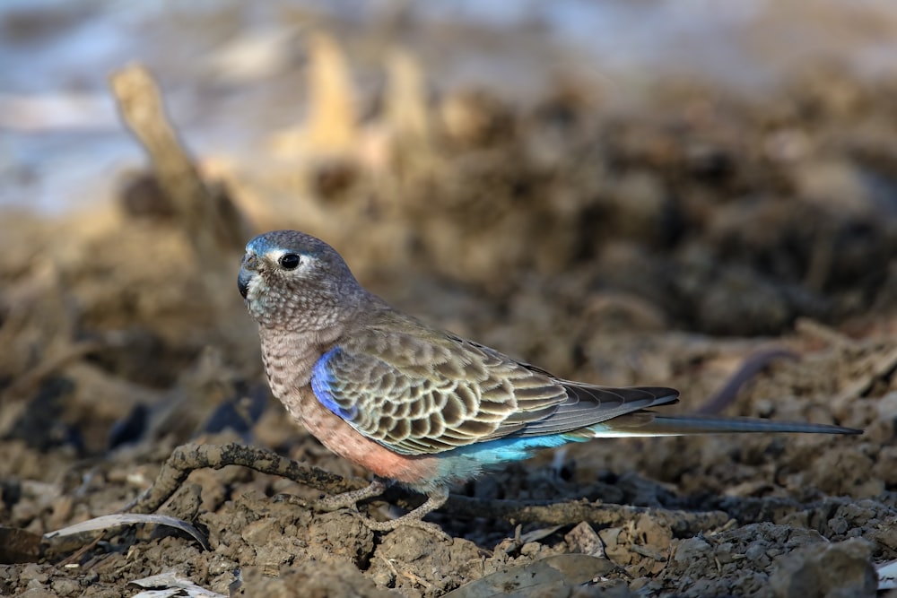 a blue and gray bird standing on the ground