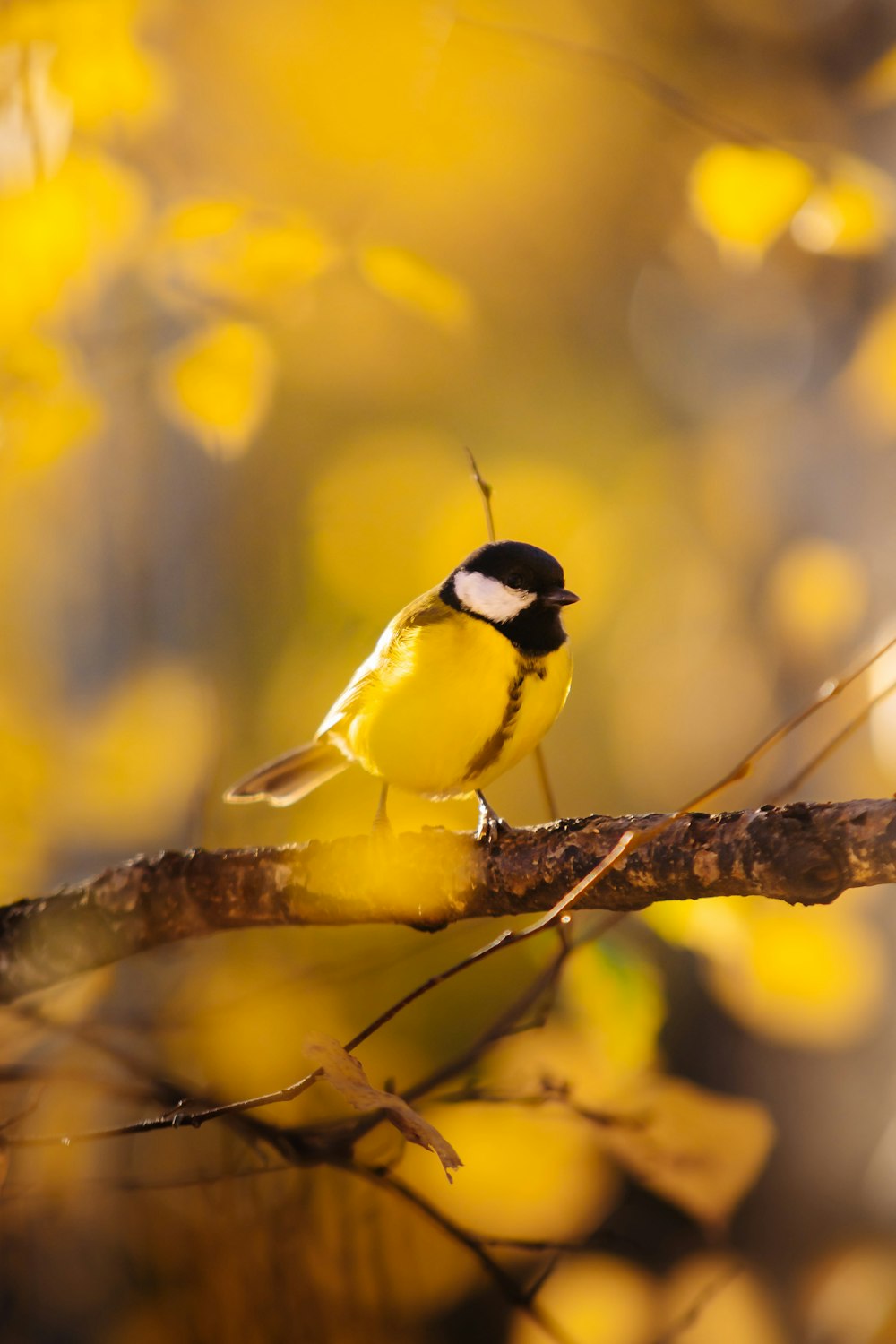 a small yellow bird perched on a tree branch