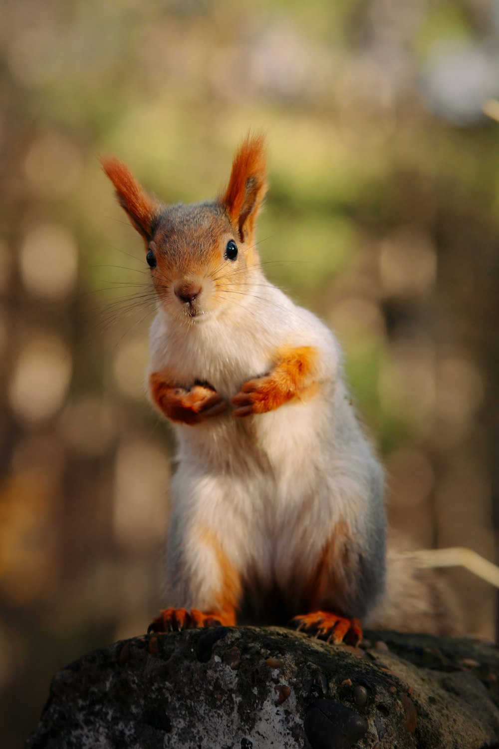 a squirrel with a scarf around its neck
