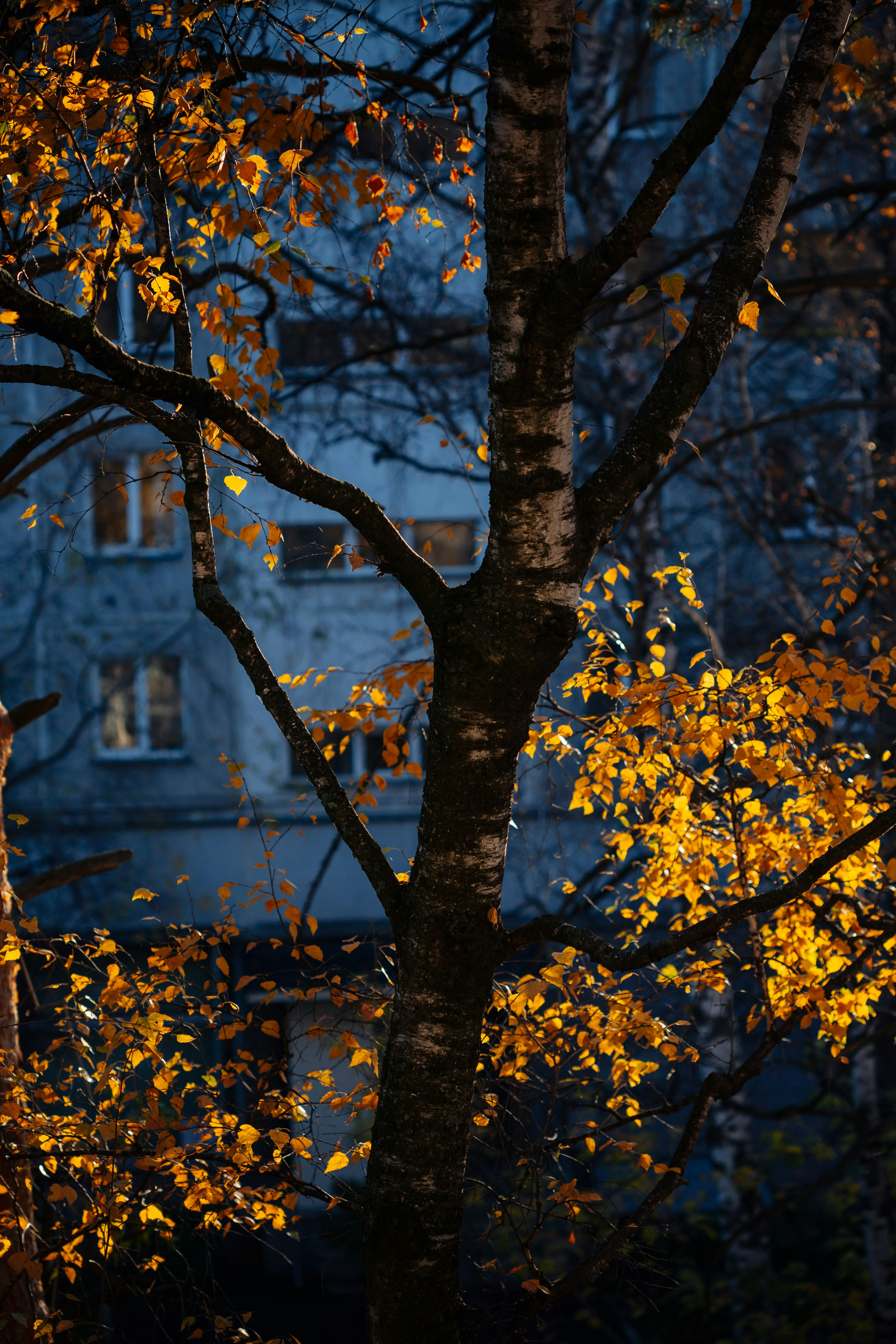 Photo by batondamdinov