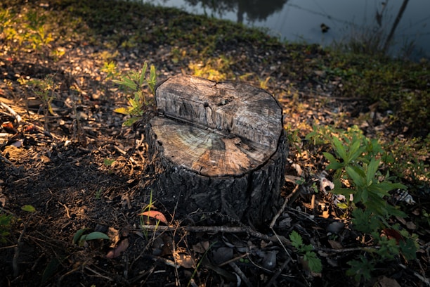 A tree stump sits in a natural setting with surrounding grass and small plants. The surface of the stump is weathered, showing rings and texture. The ground is covered in dried leaves and small branches, with sunlight casting warm tones across the scene.