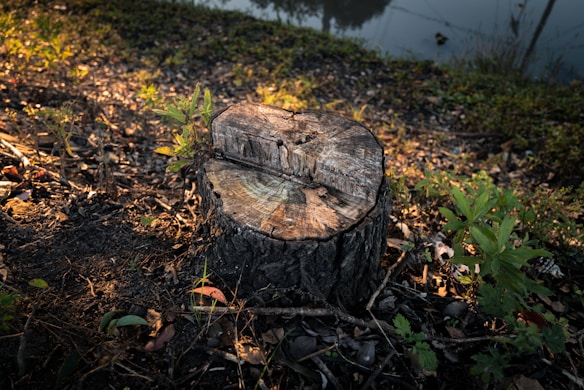 A tree stump sits in a natural setting with surrounding grass and small plants. The surface of the stump is weathered, showing rings and texture. The ground is covered in dried leaves and small branches, with sunlight casting warm tones across the scene.