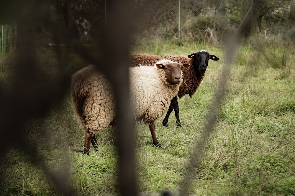 a couple of sheep standing on top of a lush green field