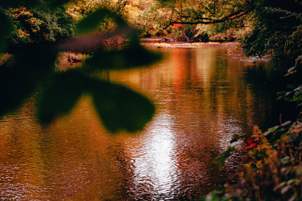 a body of water surrounded by lots of trees