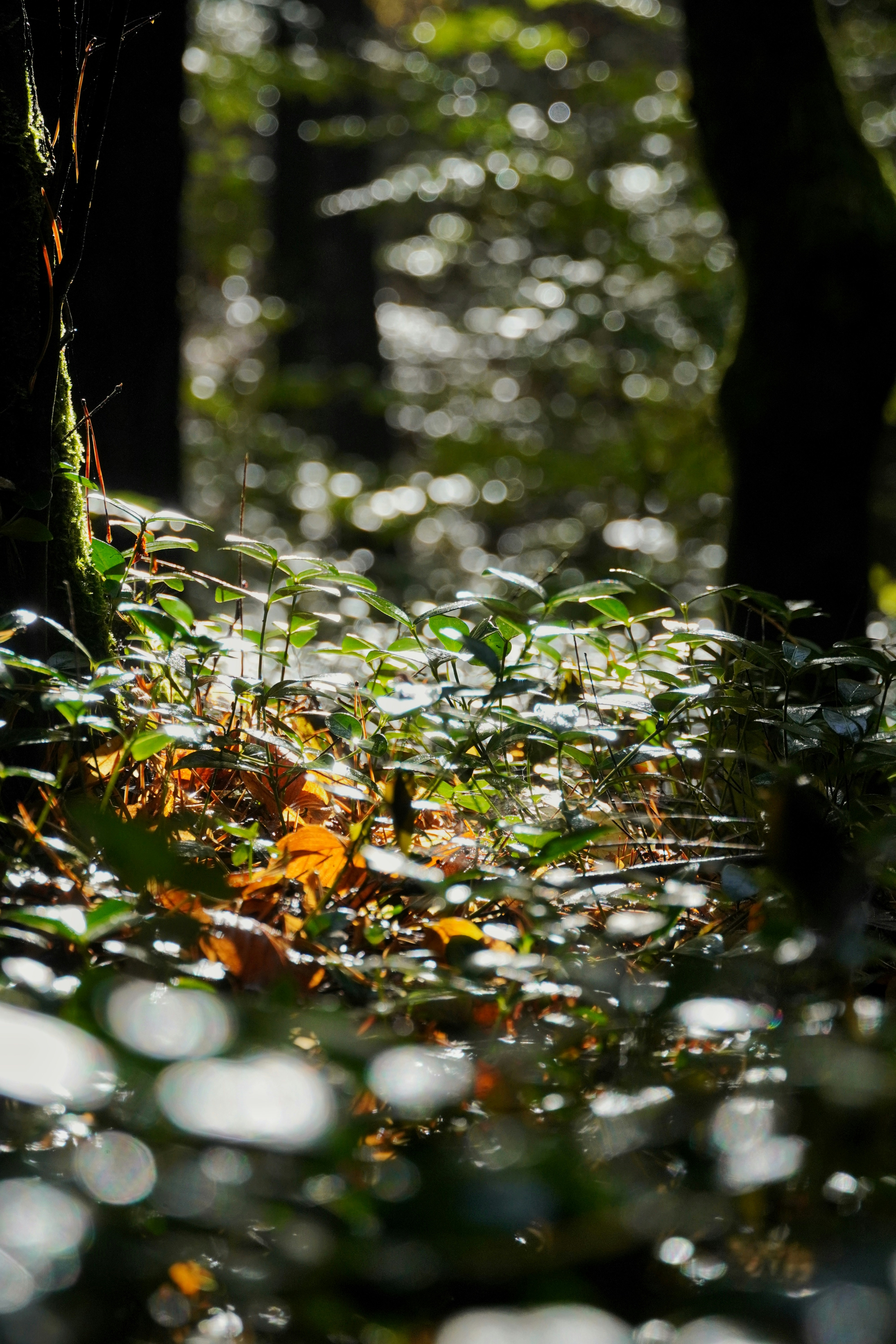 Photo by theodor_jacob