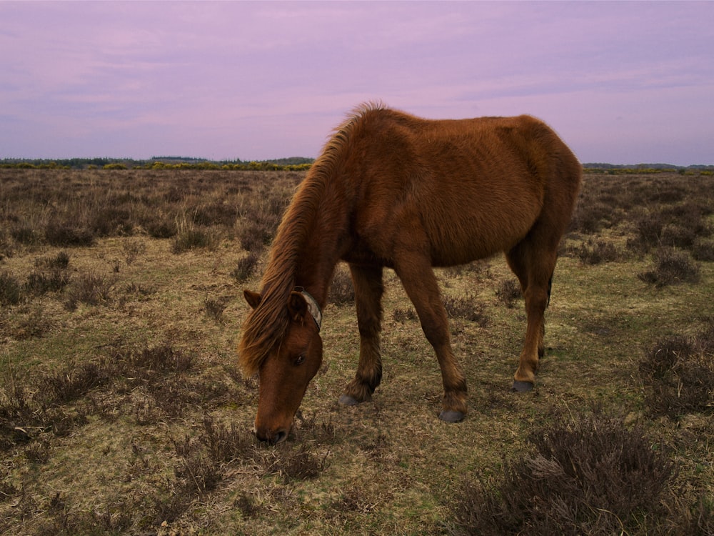 a brown horse eating grass in a field