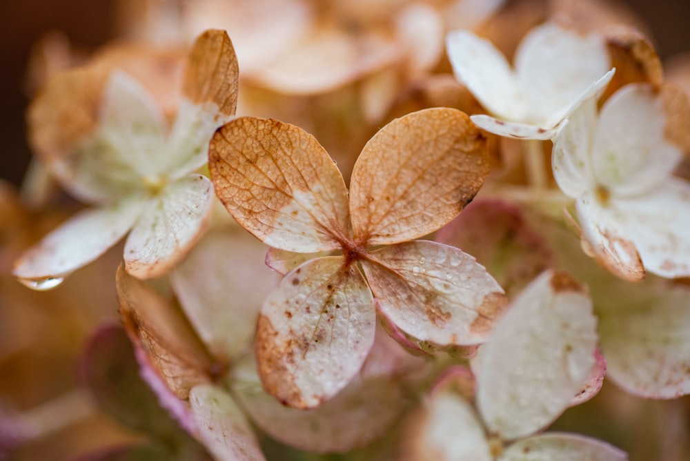 a close up of a bunch of flowers