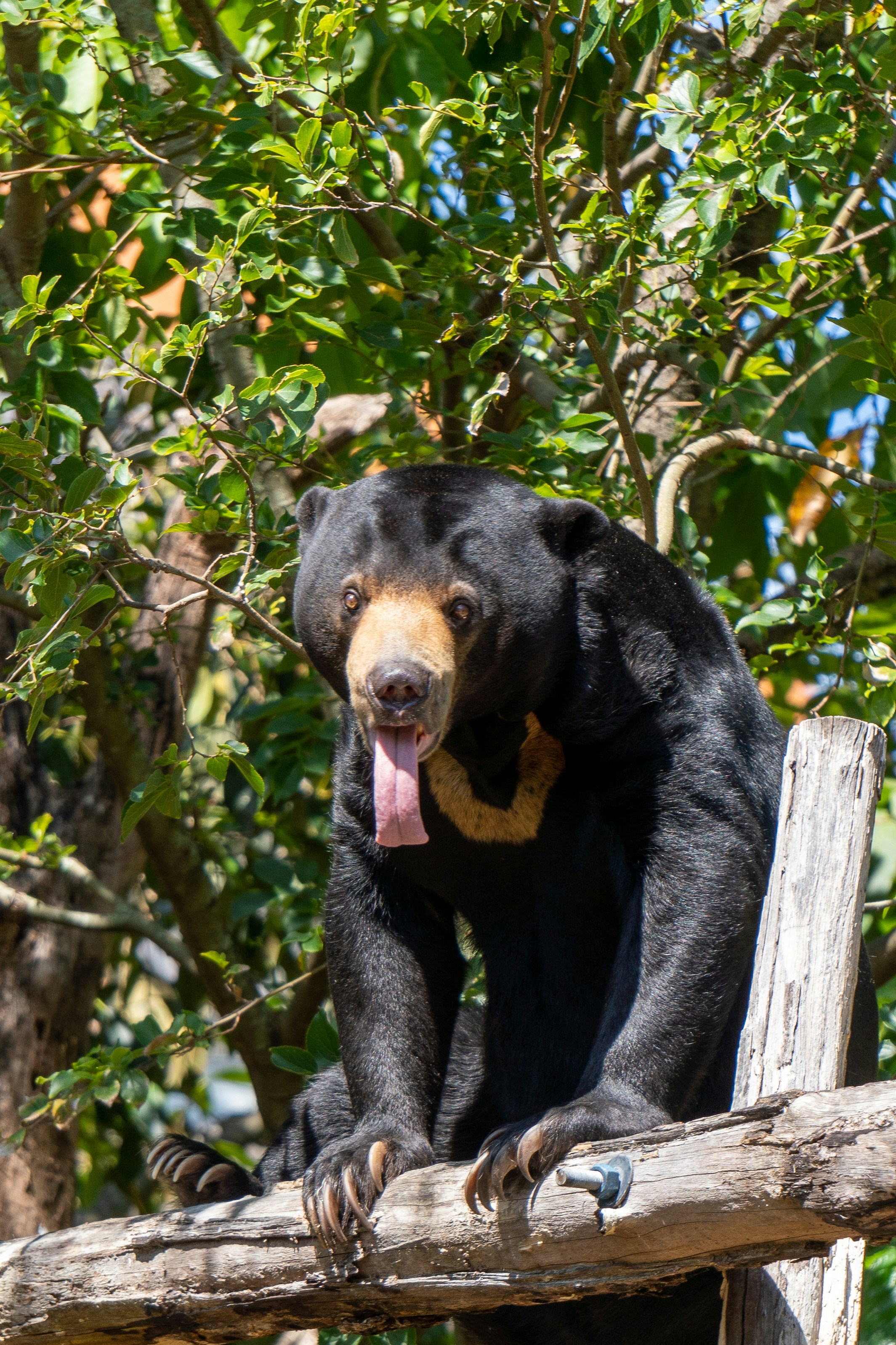 Asian Black Bear