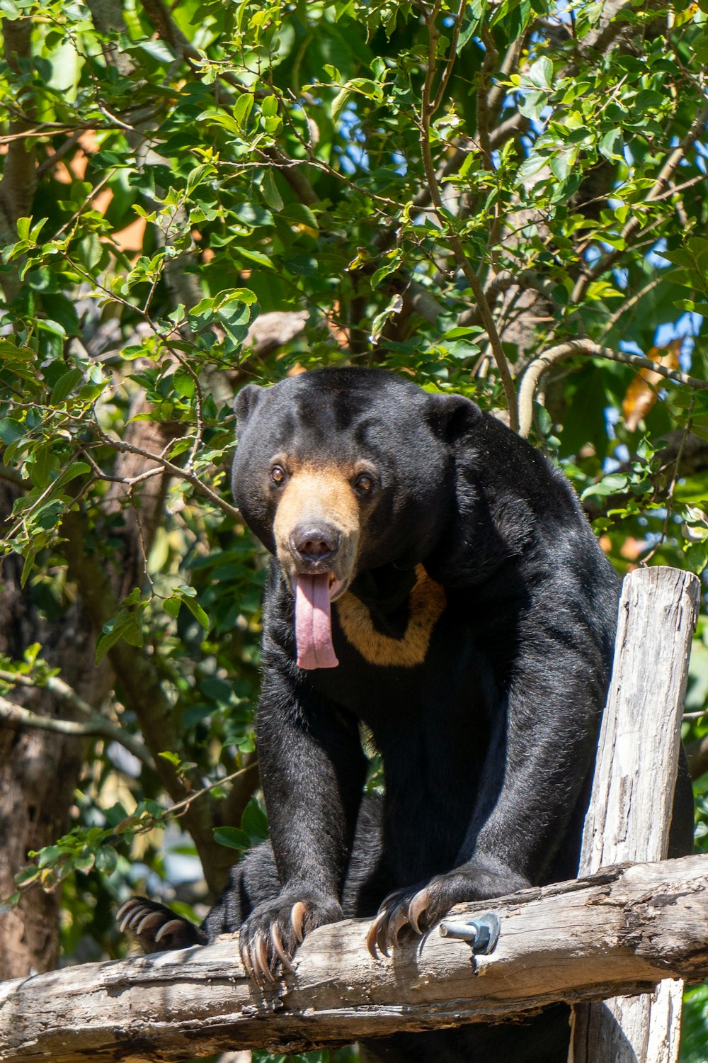 a large black bear standing on top of a wooden fence