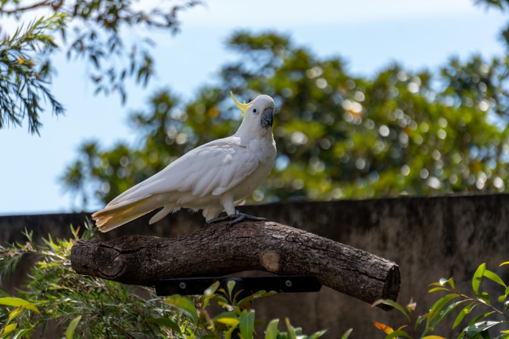 a white bird sitting on top of a tree branch