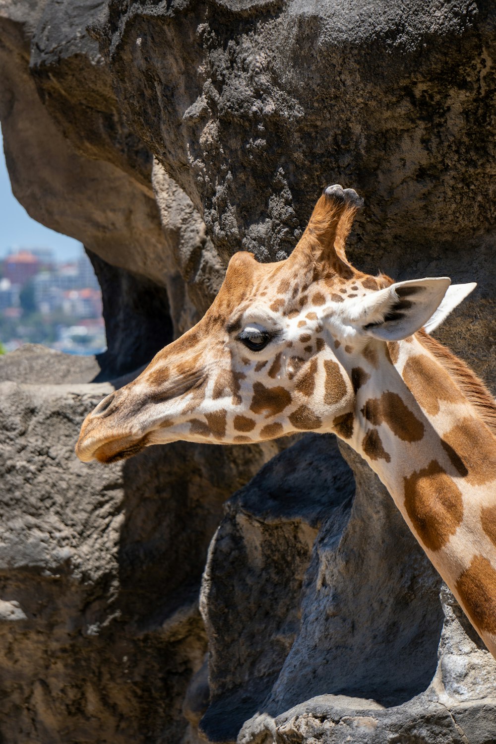 a close up of a giraffe near a rock wall