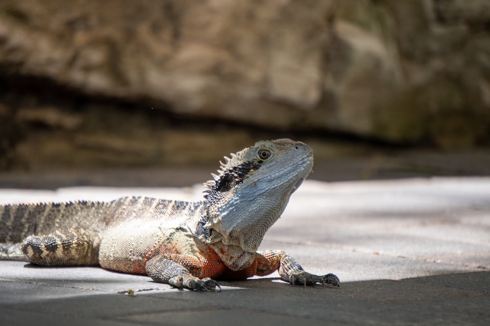 a large lizard laying on the ground next to a rock