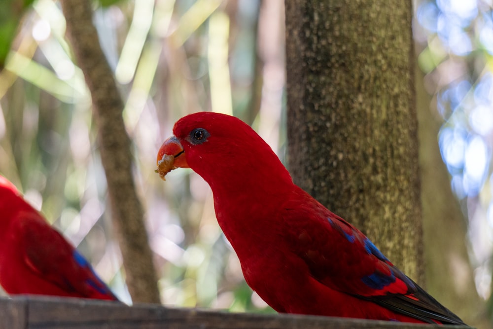 a couple of red birds sitting on top of a wooden fence