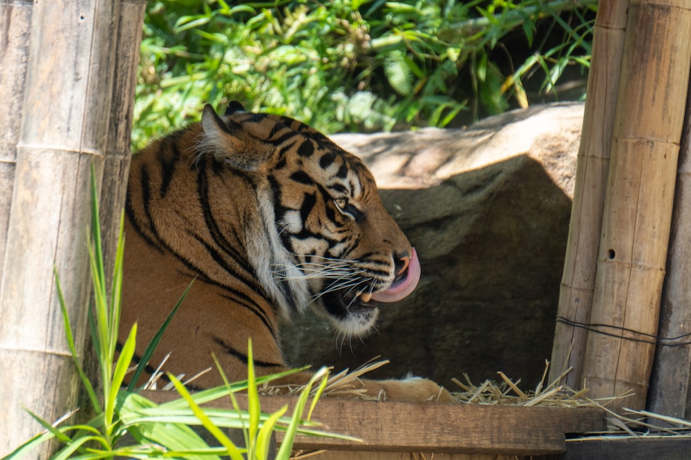 a tiger yawns in a zoo enclosure