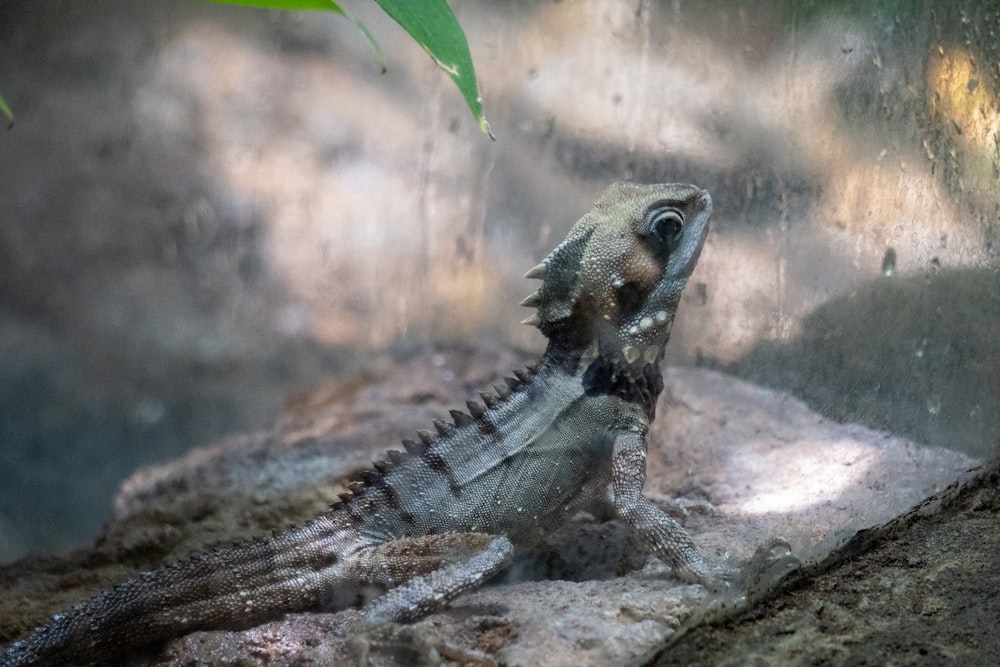 a close up of a lizard on a rock