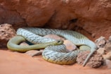 A snake with a scaly, patterned body is coiled among reddish rocks in a cave-like setting. The snake's skin has a combination of green and cream colors with a striped pattern. The surrounding environment consists of rustic, uneven stones that blend into the natural, earthy background.