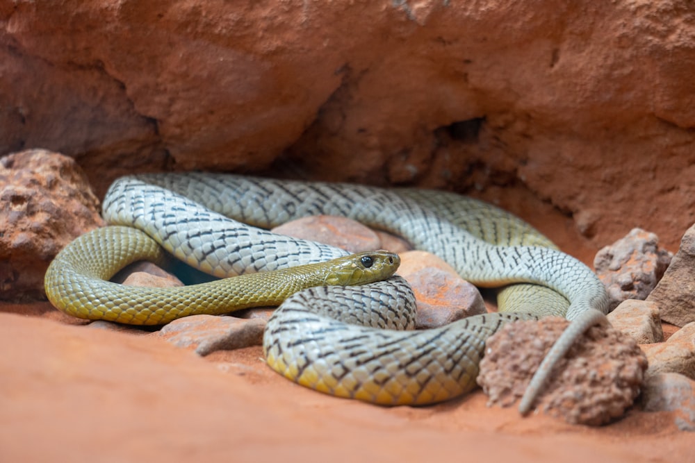 a snake is curled up on some rocks