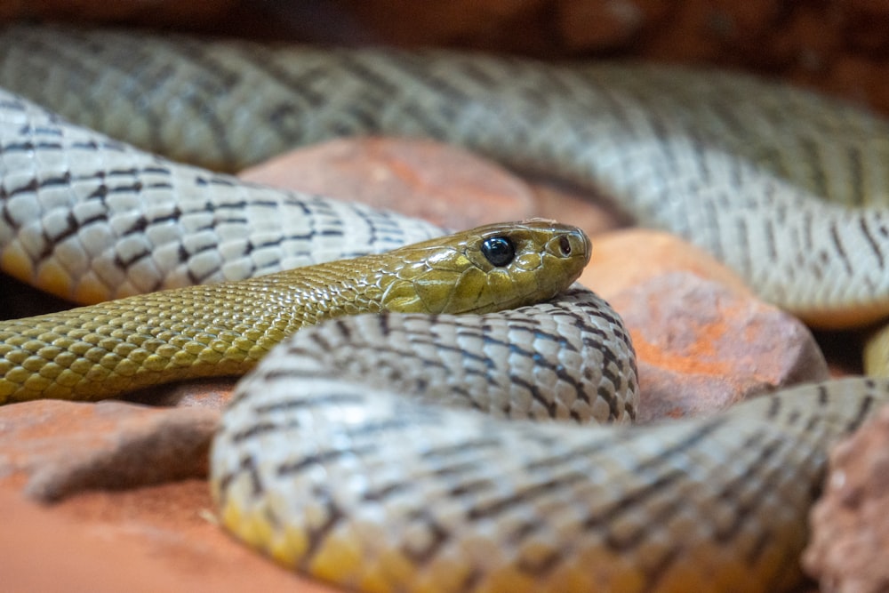 a close up of a snake on a rock