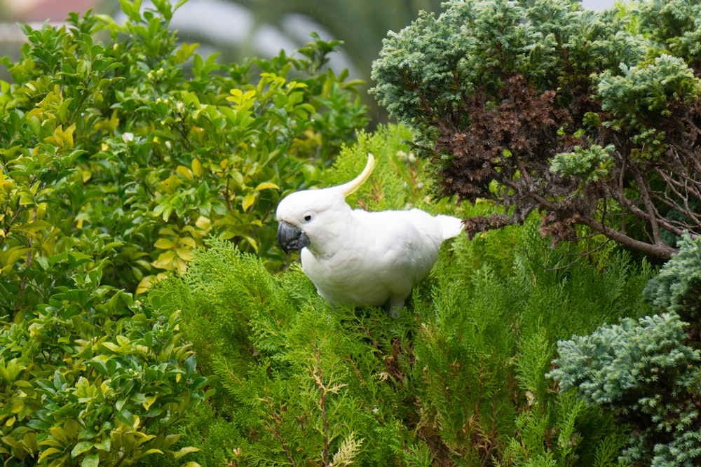 a white parrot is sitting in the bushes