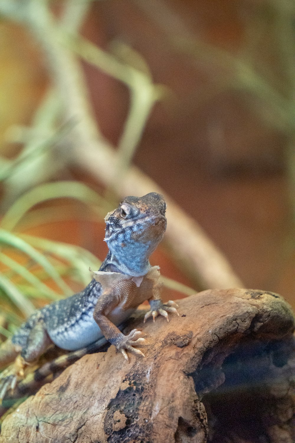 a lizard sitting on top of a tree branch